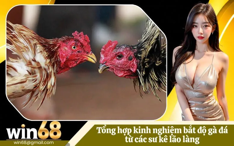 Bắt độ gà đá