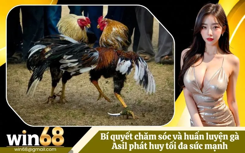 Bí quyết chăm sóc và huấn luyện gà Asil phát huy tối đa sức mạnh