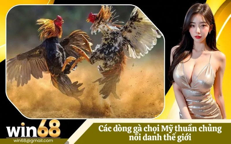 Các dòng gà chọi Mỹ thuần chủng nổi danh thế giới