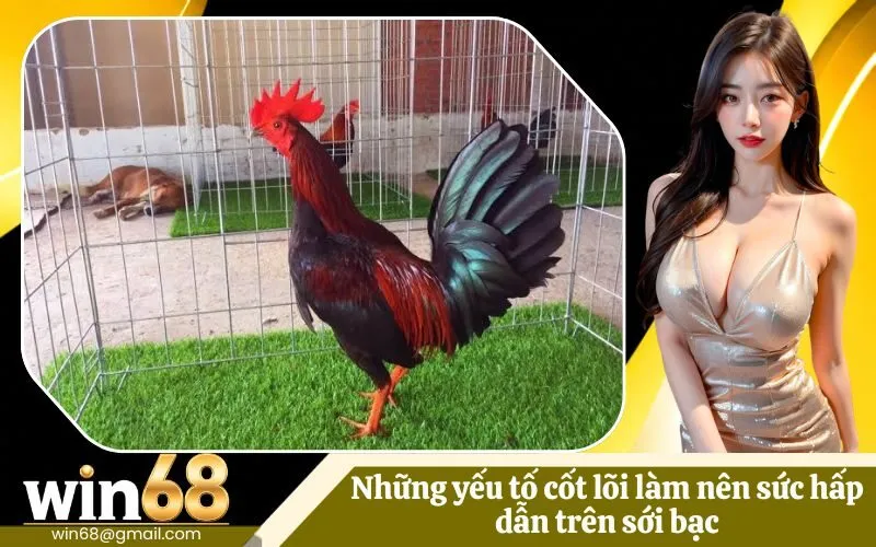 Cách chọn lọc và đánh giá một chiến kê lai Mỹ xuất sắc