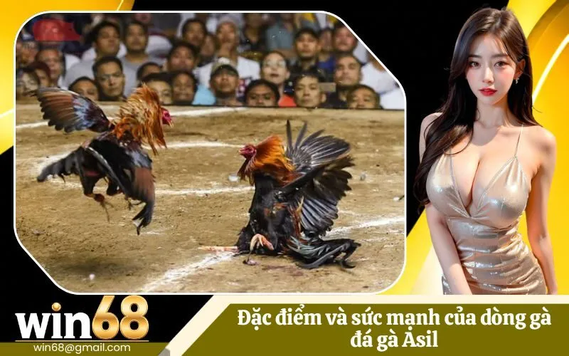 Đá gà Asil