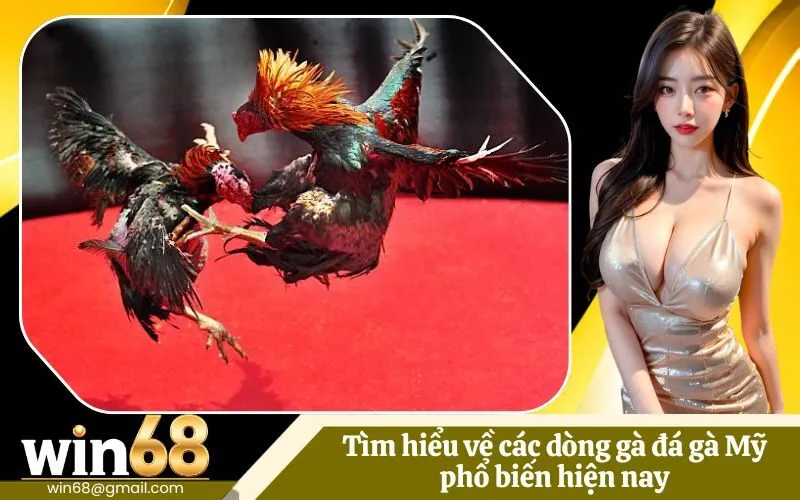 Đá gà Mỹ