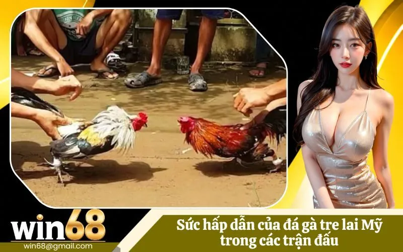 Đá gà tre lai Mỹ