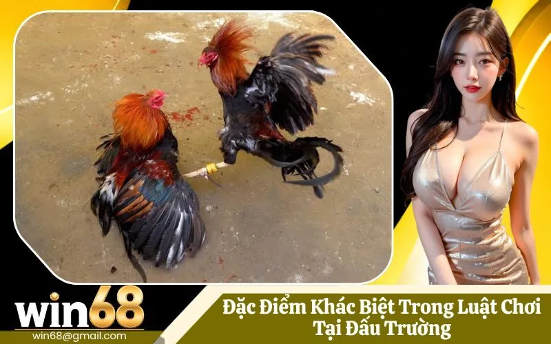 Đặc Điểm Khác Biệt Trong Luật Chơi Tại Đấu Trường