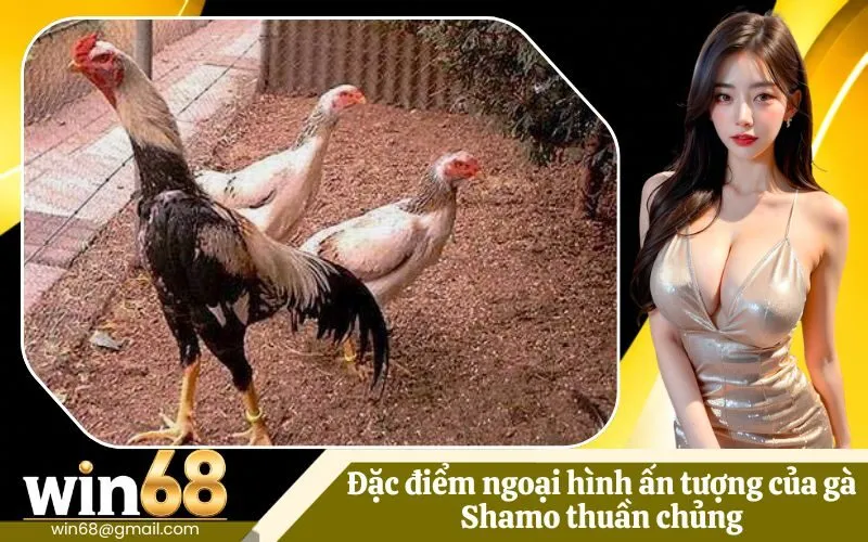 Đặc điểm ngoại hình ấn tượng của gà Shamo thuần chủng