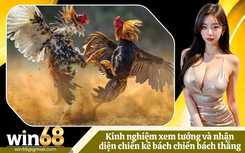 Kinh nghiệm xem tướng và nhận diện chiến kê bách chiến bách thắng