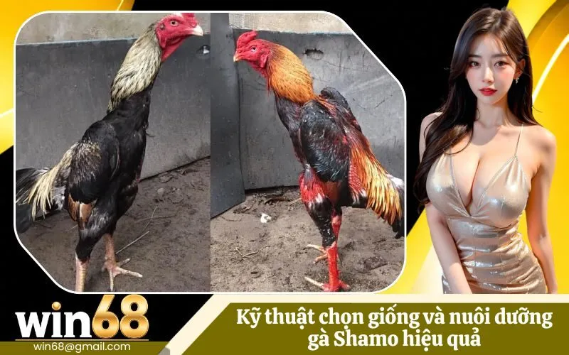Kỹ thuật chọn giống và nuôi dưỡng gà Shamo hiệu quả