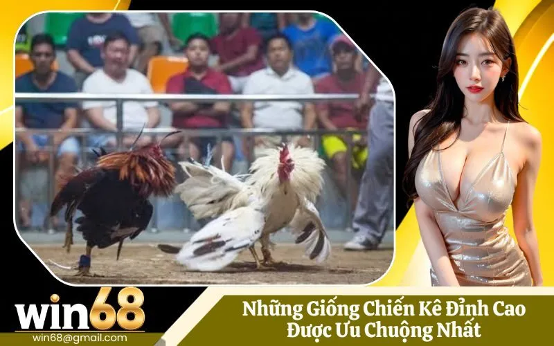 Những Giống Chiến Kê Đỉnh Cao Được Ưu Chuộng Nhất