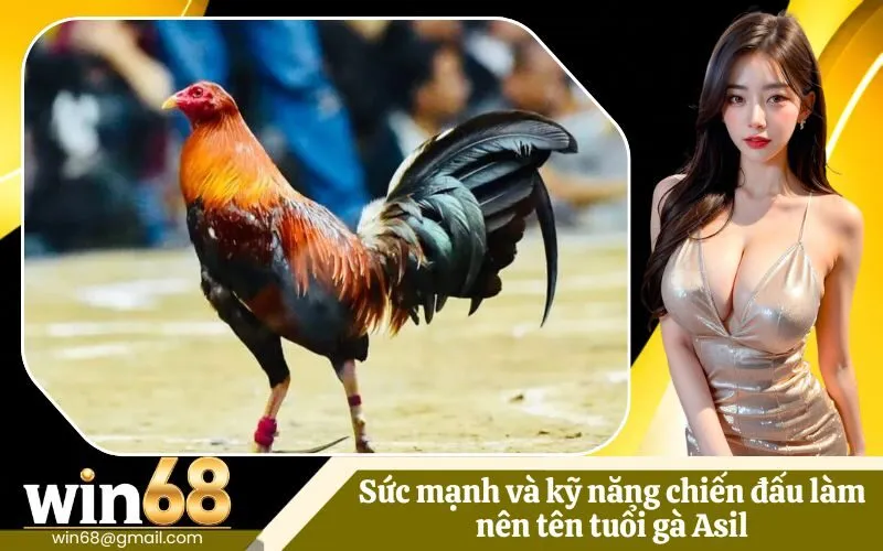 Sức mạnh và kỹ năng chiến đấu làm nên tên tuổi gà Asil